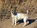 My Jack Russell Terrier.