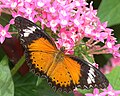 Leopard Lacewing - male