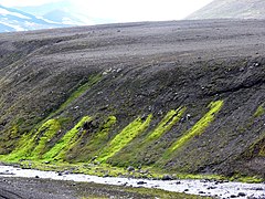 Moss growing along seeps and springs in newly deposited basaltic rock, Iceland.