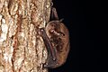 Example - Daubenton's bat (Myotis daubentoni)