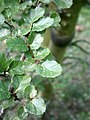 Nothofagus antarctica leaf