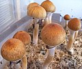 迷幻蘑菇(古巴裸盖菇 Psilocybe cubensis)含有裸盖菇碱和脱磷酸裸盖菇素