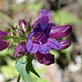 Flower of Penstemon serrulatus