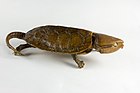 大头龟（Platysternon megacephalum），也称平胸龟