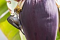 圣但尼 (留尼汪)，在香蕉花序上觅食