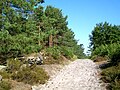 The forest has low topographical relief but is dotted with small hills in several areas. Its sandy substrate and its vegetation contribute to a Mediterranean ambience.