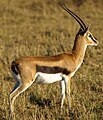 Thomson's Gazelle at Masai Mara, Kenya