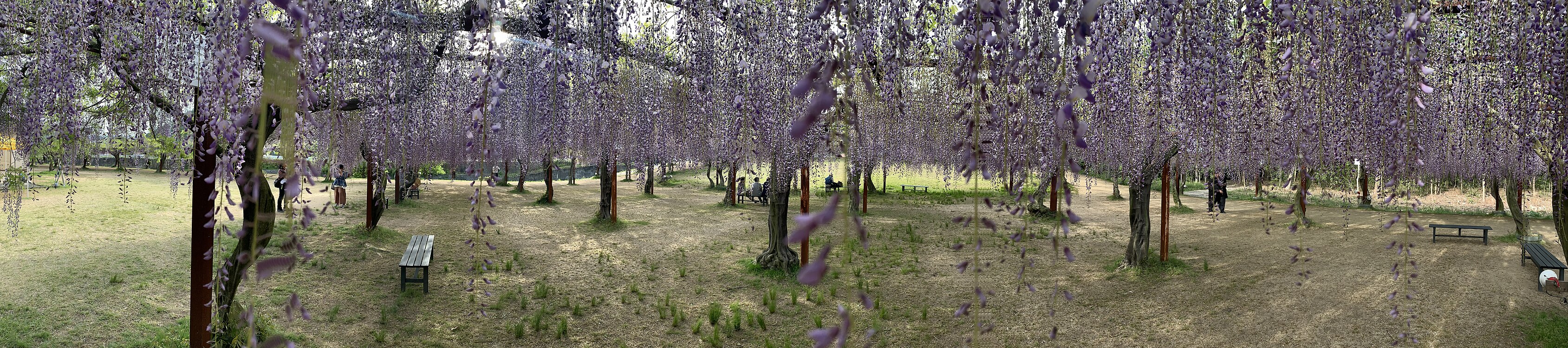 日本岡山縣和氣町的紫藤公園，2019-05-08