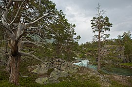 Old Pines in Romsdalen