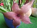 Blossom of the carrion plant.