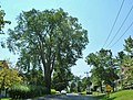 Surviving American elm "street tree" in western Massachusetts (2016)
