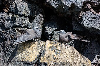 A. s. galapagensis, 特有種 加拉巴哥群島，厄瓜多