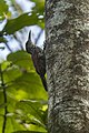 Black-striped woodcreeper Y