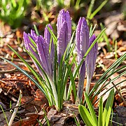 Crocus tommasinianus (SDG 15)