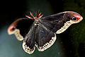 The male Callosamia promethea moth uses Batesian mimicry to mimic the poisonous pipe vine swallowtail butterfly