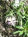 Dianthus hyssopifolius