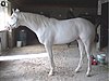 A thoroughbred stallion exhibiting dominant white pigmentation