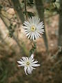 Drosanthemum eburneum