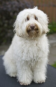 An approximately 13 kg pure white Cobberdog in a seated position, facing the camera