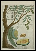 十七世纪波兰籍天主教耶稣会来华传教士卜弥格著作《Flora Sinensis》中描绘的“蛮果”