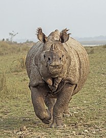 Indian rhinoceros Rhinoceros unicornis ♂ Nepal
