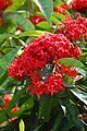 Ixora casei