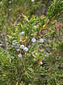 Juniperus sabina