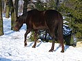 Liver chestnut // not, has black in the mane and the hock; legs are light but it's a winter coat and probably mighty sunfaded, looking at that horse it looks like it's been out the whole time :)