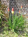 Kniphofia cultivar