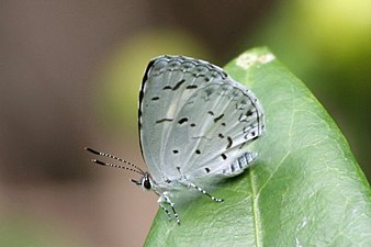 Ventral view