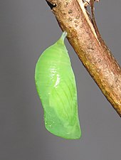 Pupa