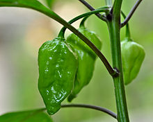 Unripe Naga Jolokia (Naga Morich) chilis