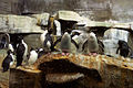Southern rockhoppers and gentoos at the penguin habitat