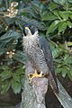 Peregrine Falcon