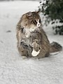 My cat sitting in snow