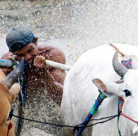 Biting the bulls may result in mudslinging