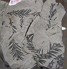 Miocene Taxodium dubium fossil