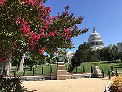 United States Capitol with crape myrtle flowers in 2016