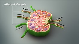 A still image from a 3D medical animation showing afferent vessels