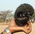 AB002 Hedgehog held in the hand