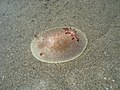 Acanthodoris nanaimoensis found on the north jetty of Newport, OR