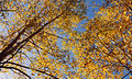 Quaking Aspens in autumn yellow