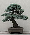 Blue Atlas Cedar by John Naka