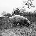 Pig and farmer (1932)
