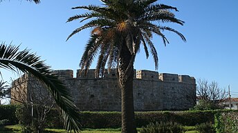 Tall curved and crenellated wall with palm tree in foreground