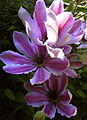 Clematis Mrs Cholmondeley 30 May 09