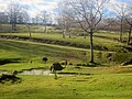 Rheas and ostriches