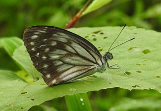 Ventral view (female)