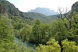 A small river flowing in dense vegetation