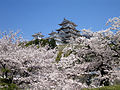 Image 18Sakura blossoms with Himeji Castle in Hyōgo Prefecture in April (from Geography of Japan)